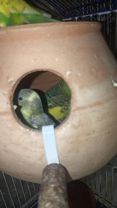 Breedar Pairs With Babys  Australian Budgie Parrot