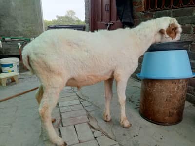 Qurbani Sheep | Chatra | bakra | Goat