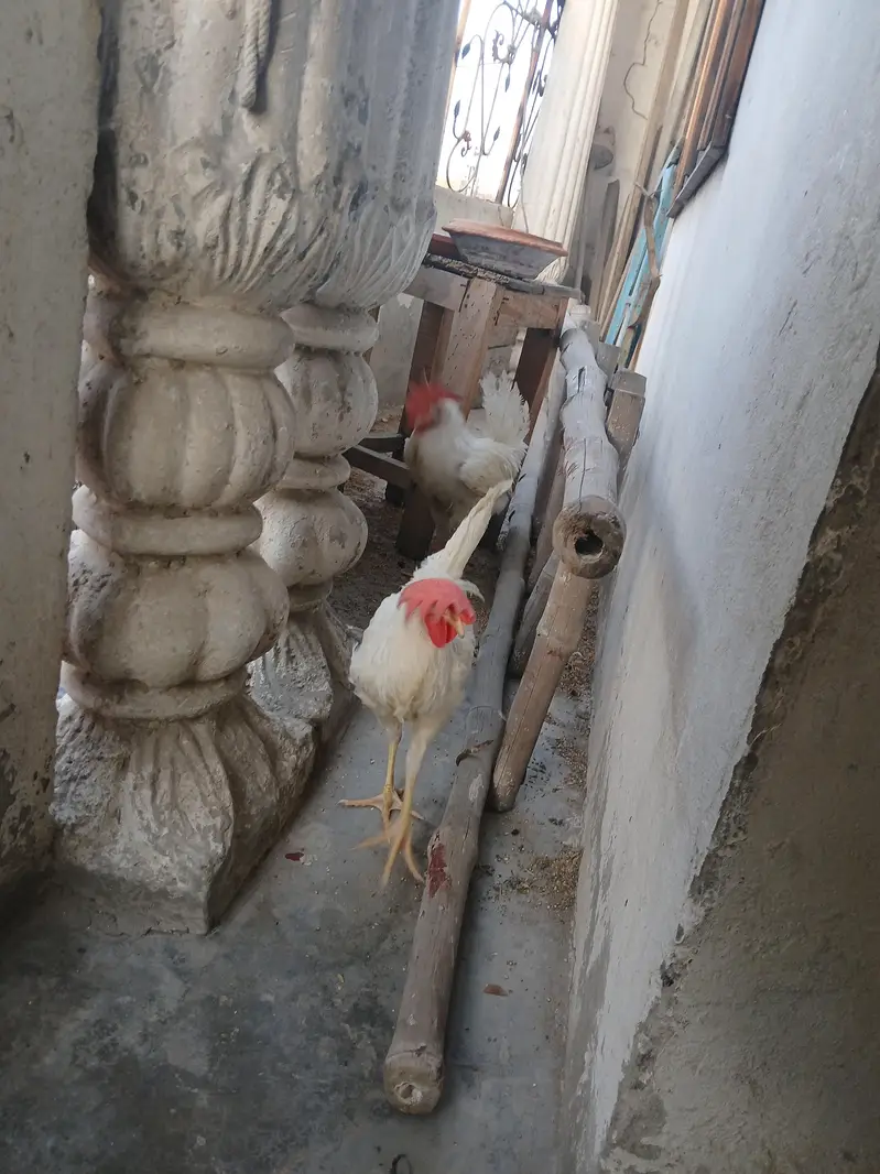 دو برائلر مرغ فار سیل — photo 2