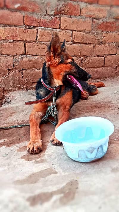 German shepherd