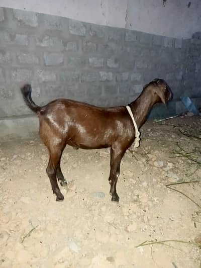 Goat for Qurbani