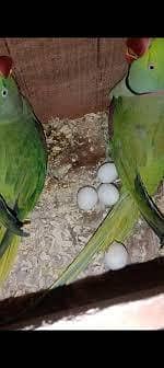 RAW PARROTS PAIR( Final 35/-)