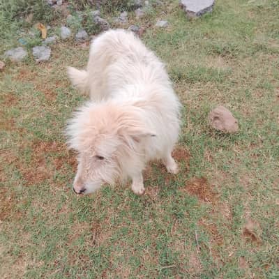 white retaire dog WhatsApp number 03445579658