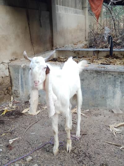Bakra for Sale