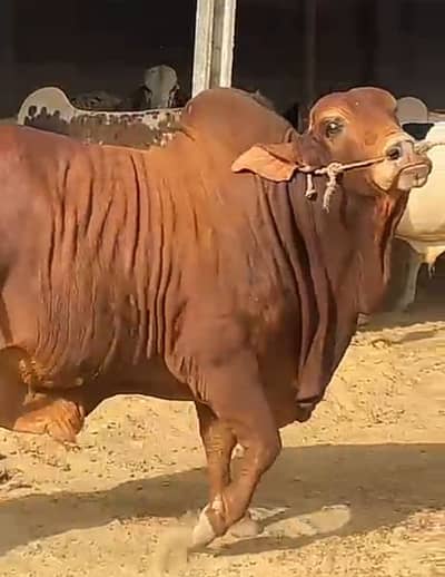 Bachra | Bachia | Bull | Wacha | Bachri | Qurbani | Pada | Cow 4 Sale