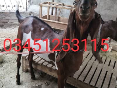 makka ghar ka Pala hua qurbani ke liye for sel