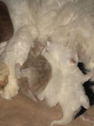 Persion kittens are available triple coat