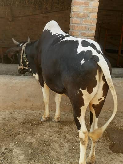 Bull for Qurbani