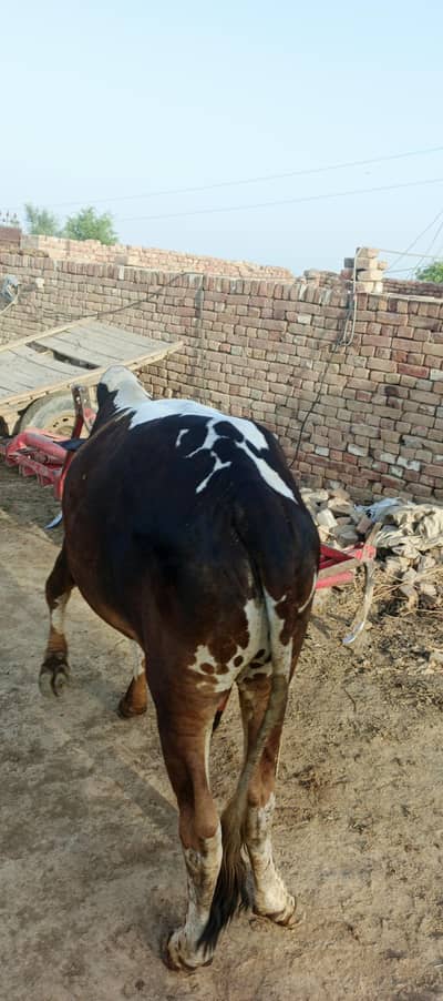 چولستانی بچھڑا
