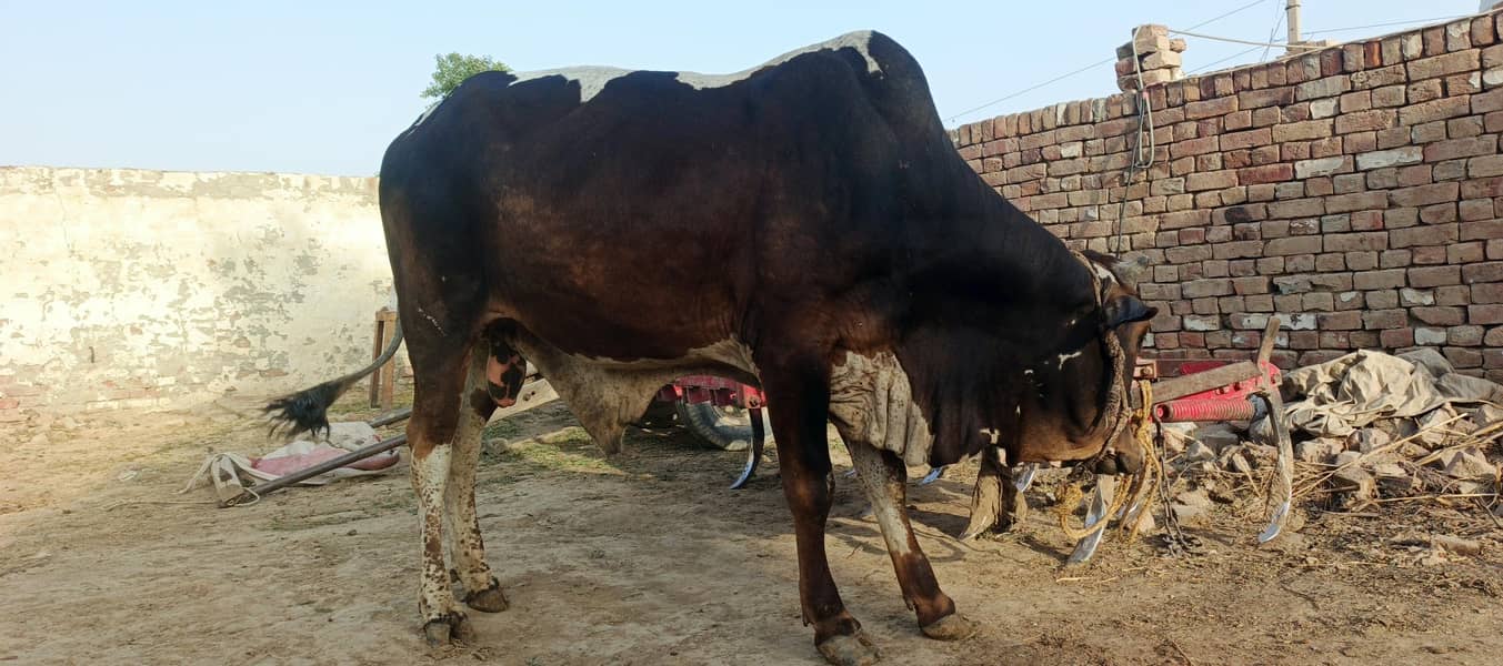 چولستانی بچھڑا 1