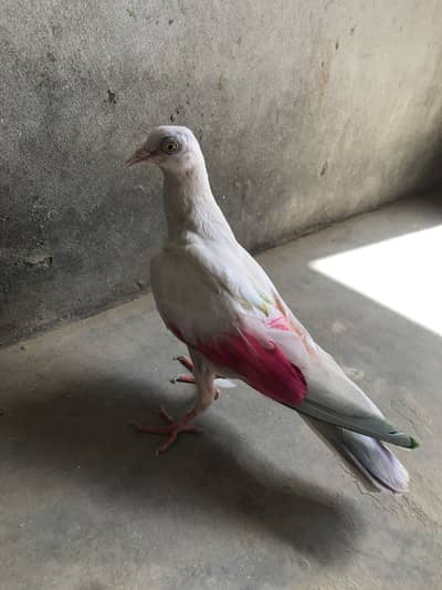 Tangi Kabotari