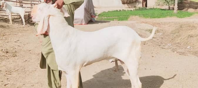 2 Dant Bakra Qurbani ke liye for sale _ 03258956386