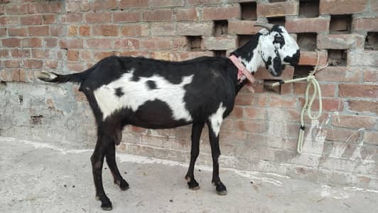 Desi Cross bakri for sale