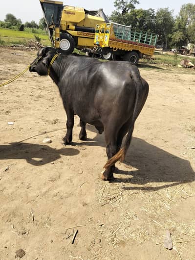 Qurbani Katta for sale