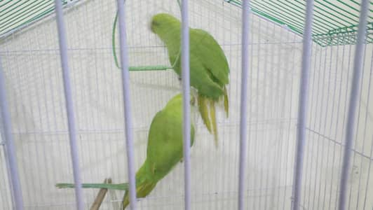 Green parrots pair