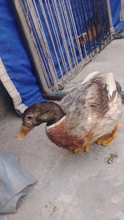 Male duck for sale