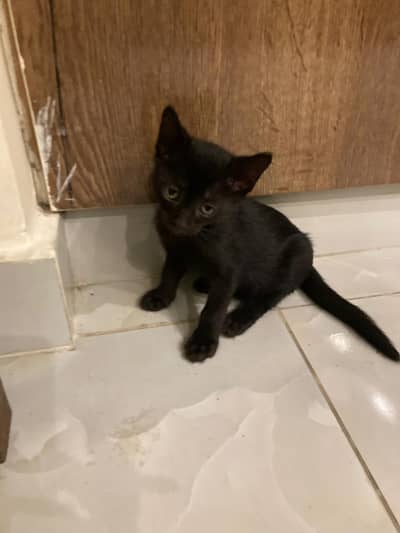 Black Short-Hair Kittens for Free