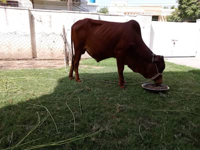 Eid Goats