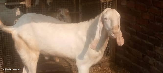 Bakra pure desi  03254345814