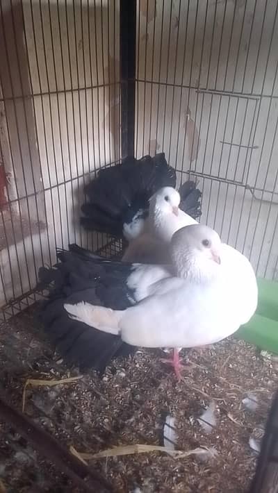 laka breeder pair for sell black tile with eggs 0312/496/21/95