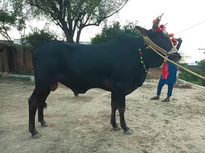 Qurbani Bull for sale - Price will be adjusted