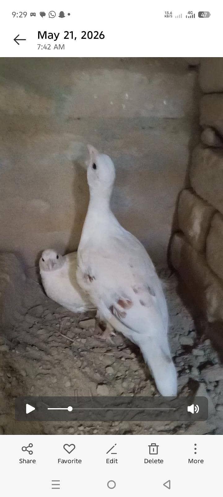 سیفد بریڈر جورا فارسیل 0