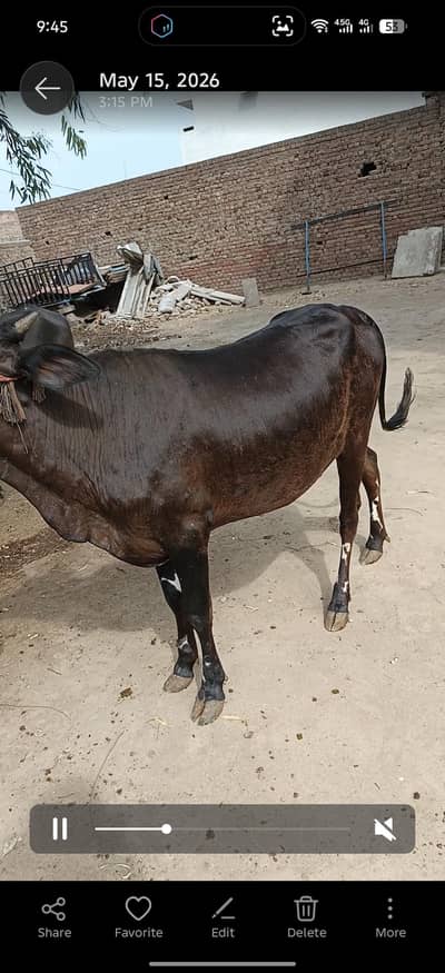 bht pyara h heldi h bht
