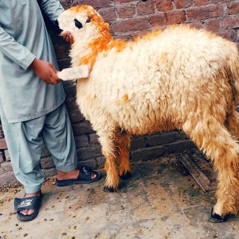 Bakra For Sale in Eid ul Azha best Qurbani Pair 1