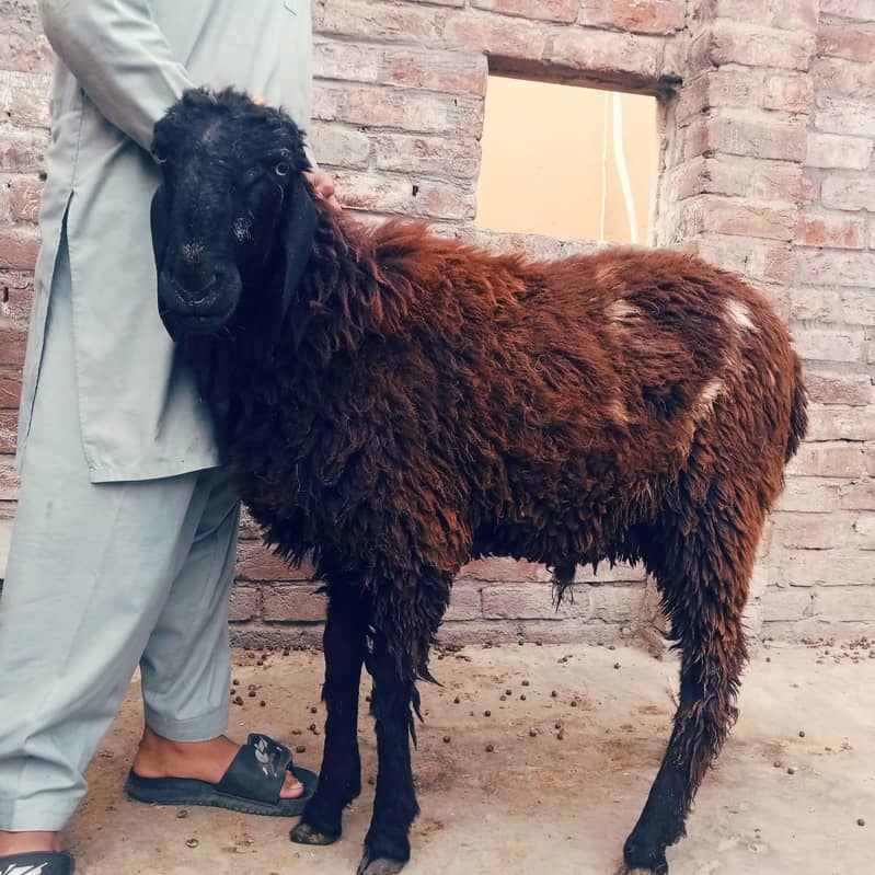 Bakra For Sale in Eid ul Azha best Qurbani Pair 2