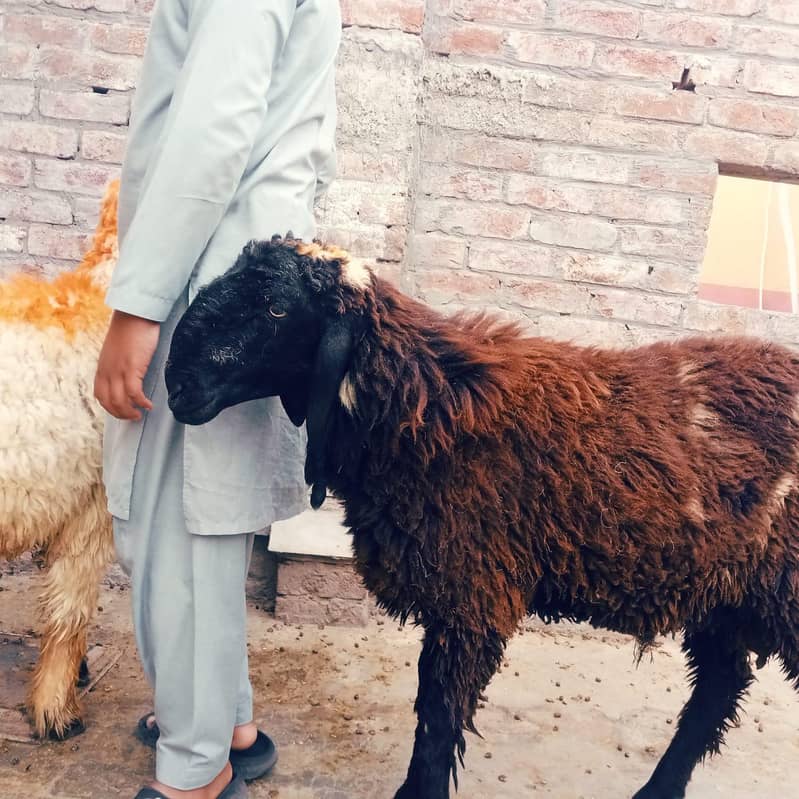 Bakra For Sale in Eid ul Azha best Qurbani Pair 5