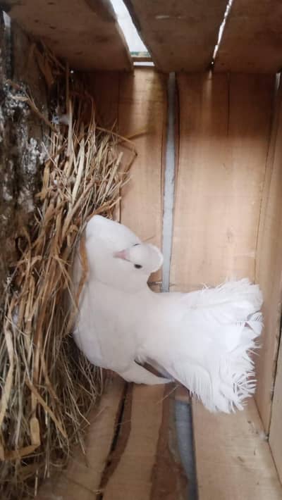 sale urgent piegon