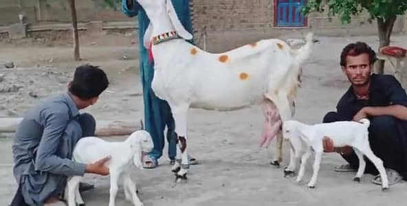 3 Bacchon Ka Sath Desi Bakri For Sale (Call "_03226643435)