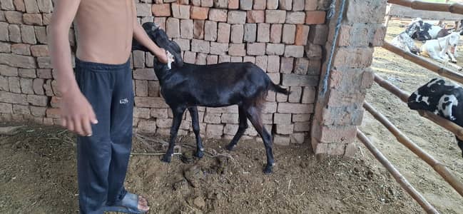 qurbani