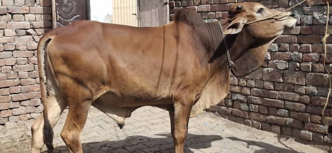 2 dant for qurbani 2026
