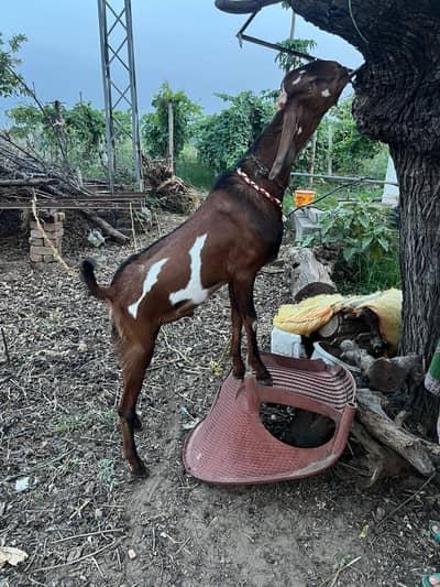 qurbani ka bakra for sale