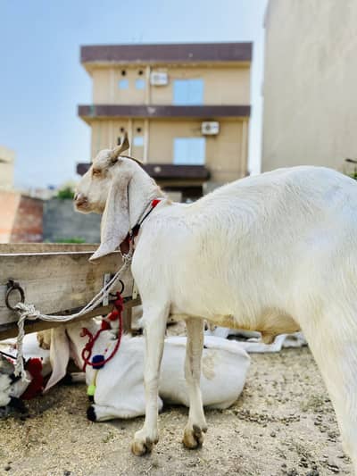 Qurbani Bakra