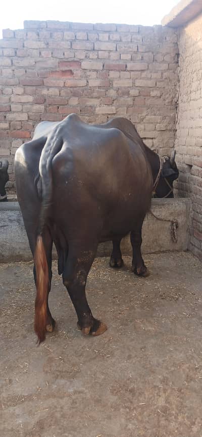 Qurbani k lea bhens for Sale