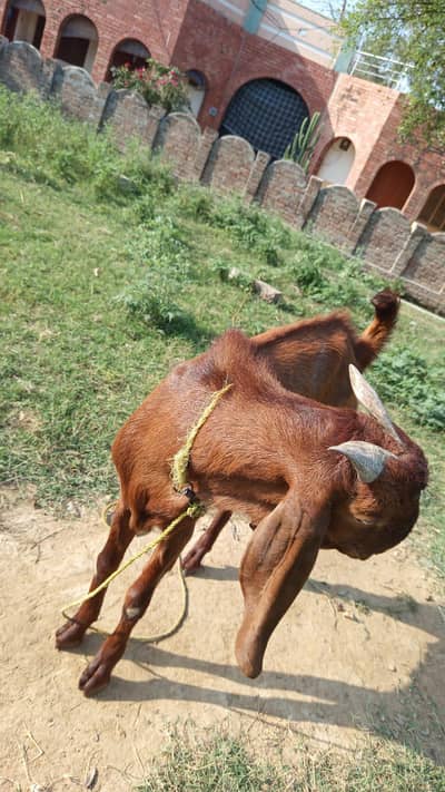 desi bakra