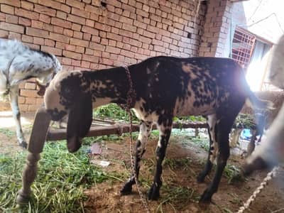 qurbani bakra