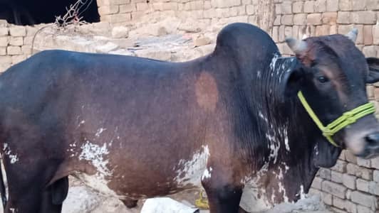 bull for sale