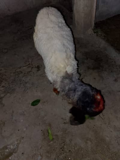 chatra for qurbani