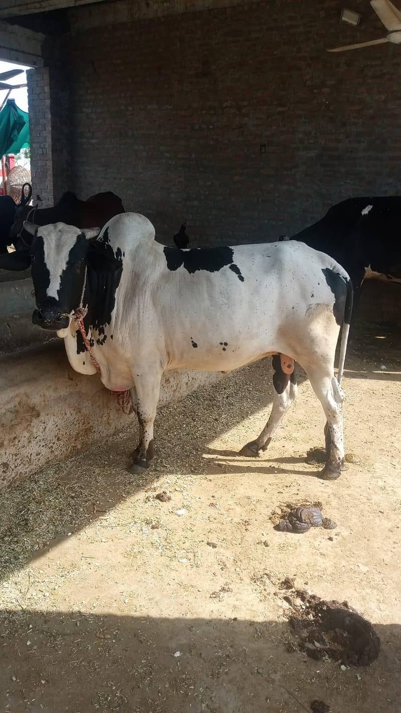 “ماشاءاللہ ہیوی ڈیوٹی قربانی بیل  1
