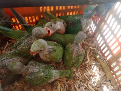 parrots childs