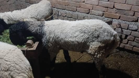 sheeps
