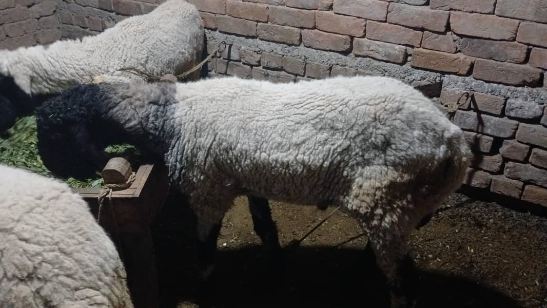sheeps 0