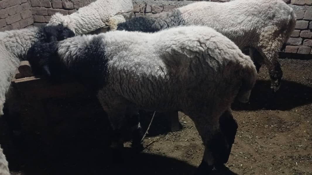 sheeps 1