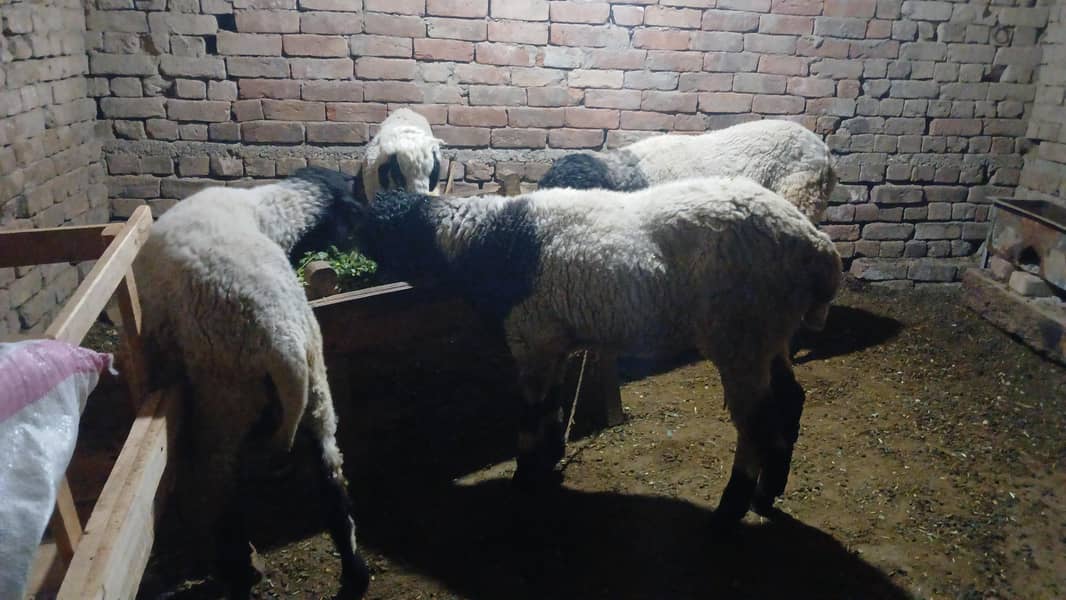sheeps 2