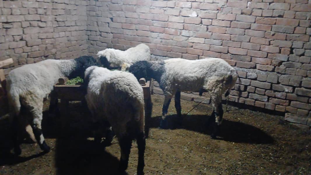 sheeps 3