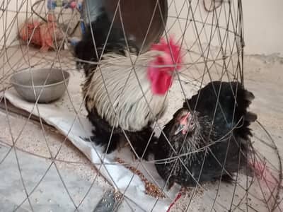 heavy cochin bantam