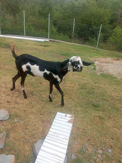 Beetal Qurbani Bakra | 2 dant